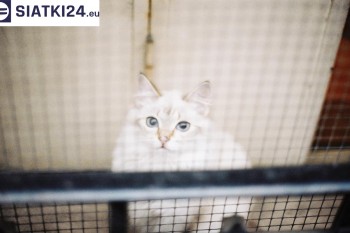 Siatki Starogard Gdański - Zabezpieczenie balkonu siatką - Kocia siatka - bezpieczny kot dla terenów Starogardu Gdańskiego